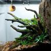 Jumping Spider Hideout view 3
