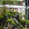 Jumping Spider Hideout view 4