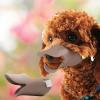 Duckb.ill Dog Muzzle, Beak-Style, Large for Small Dogs (L, 13 x 6 x 6 cm) view 3