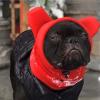 Dog Ear Protector - Soft Polar Fleece Hat view 3
