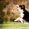 Durable Dog Bone for Aggressive Chewers view 2