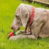 Beeztees Quick Cooler Meloenie Dog Collar, Red, S view 3