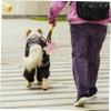 HYTROVE Dog Waste Bag Holder and Dispenser view 3