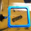Floating Square Fish Food Ring for Aquariums view 4