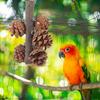 Supvox Natural Pine Cone Hanging Chew Toy for Birds with Foraging Function and Metal Parts view 4