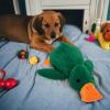 Anti-Stress Duck Toy for Dogs view 3