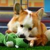 Animal Shaped Dog Toys view 3