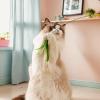 Cat Feather Toy view 2