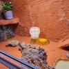 Automatic Water Dispenser for Lizards and Bearded Dragons view 2