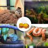 Automatic Water Dispenser for Lizards and Bearded Dragons view 3