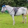 BEALIFE Breathable Polyester Mesh Horse Ear Covers, Lightweight and Durable, Sky Blue view 2