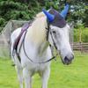 BEALIFE Breathable Polyester Mesh Horse Ear Covers, Lightweight and Durable, Sky Blue view 3