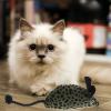 BESPORTBLE Cat Toy Plush Mouse view 3