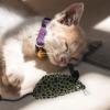 BESPORTBLE Cat Toy Plush Mouse view 4