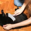 Pet Hair Removal and Grooming Comb for Cats and Dogs view 4