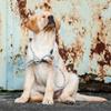 Retriever/Moxon Dog Leash, Sporty Style | 8 mm Weather-Resistant Rope Leash with Clamp and Collar Function view 3