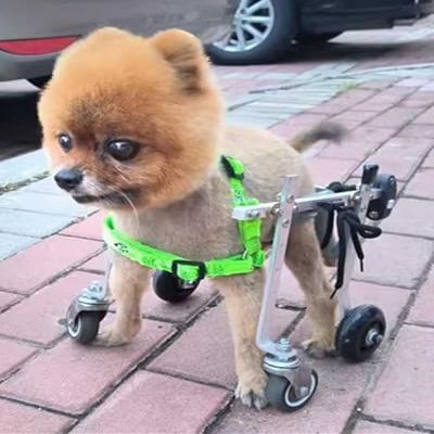 Generic Four-Wheel Wheelchair Cart for Small and Medium-Sized Dogs, Dachshunds and Cats (XXS)