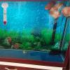 HYROOY Glass Aquarium Thermometer view 3