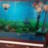 HYROOY Glass Aquarium Thermometer view 4