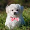 Happyyami Decorative Pet Bow Tie Collar view 4