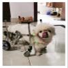 HEIDOUOZ Dog Wheelchair, Full-Support Rehabilitation Cart, Small view 1