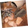 4-Piece Reptile Cork Bark Decoration view 4