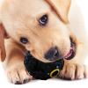 Giggle Sound Dog Toy view 3