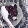 U-Shaped Pet Pillow view 3