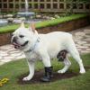 Dog Paw Wound Cover Boot view 3