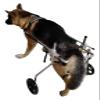 DXYOYONGOZ Dog Wheelchair with 2 Wheels for Paralyzed Hind Legs, Aluminum, Size L view 1