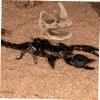 Kisangel Diverse Animal Shelter Resin Skull Cave view 4