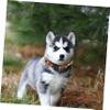 GANAZONO 2-Piece Halloween Pet Collar and Leash Set view 2