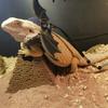 Okeeyseda Lizard Harness and Leash Set view 3