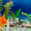 Happyyami Acrylic Crab Catcher Box for Aquariums view 3