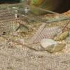 Happyyami Acrylic Crab Catcher Box for Aquariums view 4