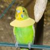 Anti-Bite Collar, Bite-Resistant Elizabethan Collar view 3