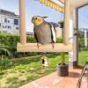 Bird Swings for Parakeets view 3