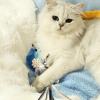 Ungtyb Bird Cat Toy, Kitten Exercise Toy, Cat Bird Toy view 4