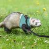Happyyami Rabbit Harness with Leash view 3