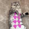 Senermter Knitted Cat Outfit view 3