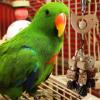 Natural Wooden Bird Toys for Parrots and Macaws view 2