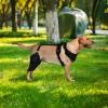 Adjustable Dog Hind Leg Support Brace with Metal Stabilizers view 2