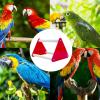 Triangle Stand Bird Perch Toy view 4