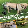 Dog Wheelchair for Large Dogs with Paralyzed Hind Legs, Size L view 3