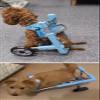 Lightweight Dog Wheelchair for Rear Legs view 2