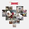 Adjustable Dog Wheelchair for Hind Legs, Lightweight, for Pets with Disabilities, Paralysis, Injuries, or Hind-Leg Weakness view 2