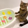 Cat Pool Water Toys, 6-Piece Floating Toy Set view 2