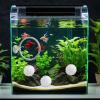 Betta Fish Training Ring view 2