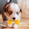 Dog Treat Plush Toy view 3