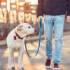 Dog Poop Bag Holder with Mesh Attachment for Walks, Hiking, Camping and Travel view 2